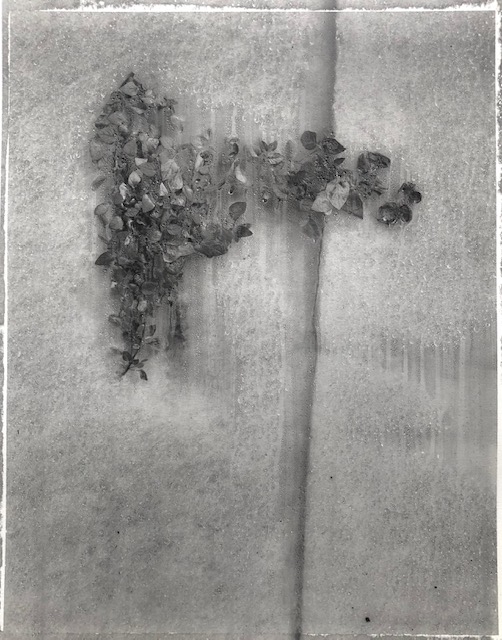 Untitled, Weed series (11)